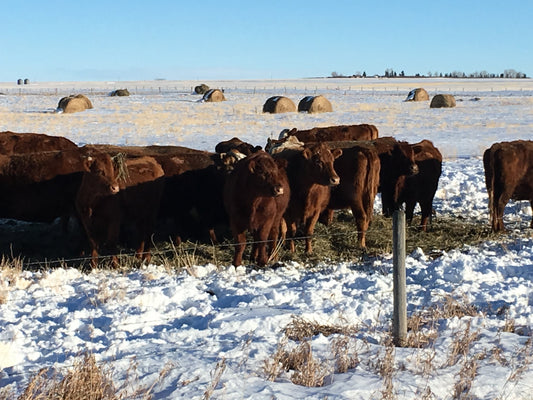 Grass-Finishing Beef in Alberta Winters